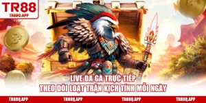 Live Đá Gà Trực Tiếp - Theo Dõi Loạt Trận Kịch Tính Mỗi Ngày
